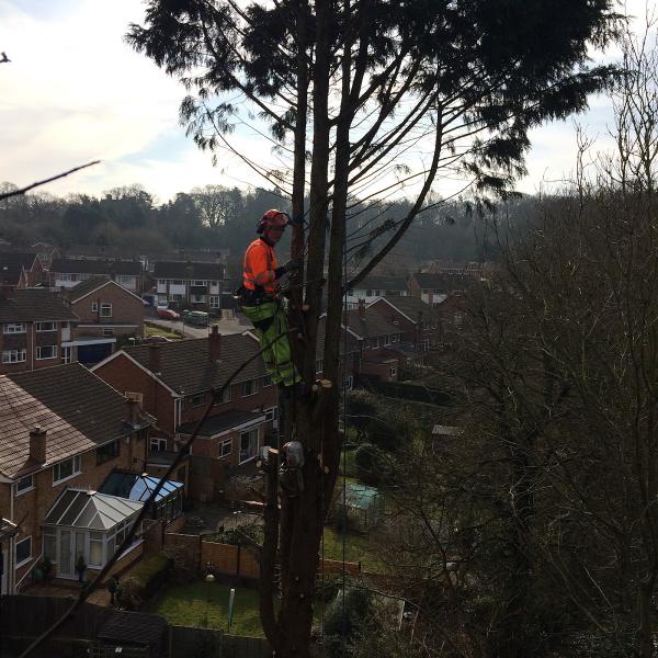 Redditch Tree Care