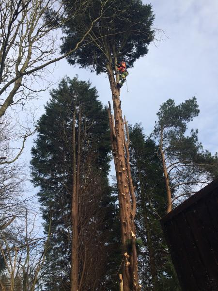 Redditch Tree Care