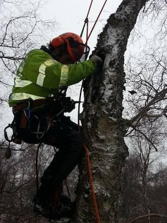 Arbor Vitae Arboriculture Ltd