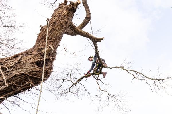 Halfacre Tree Services. Tree Surgeon & Tree Removal