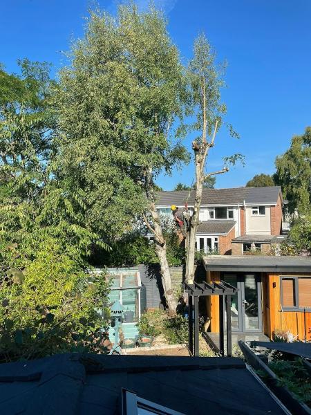 Paul Freeman Tree Services