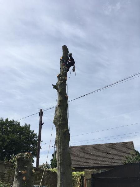 Equinox Tree Services