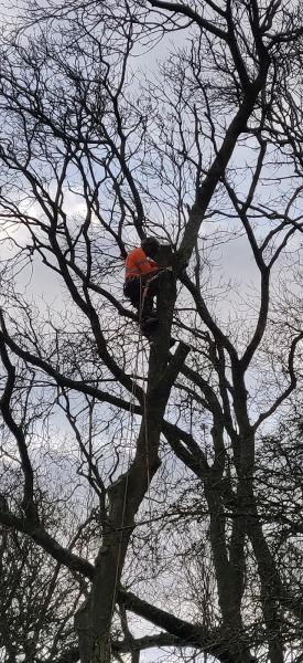 Arborex Tree Specialists Ltd