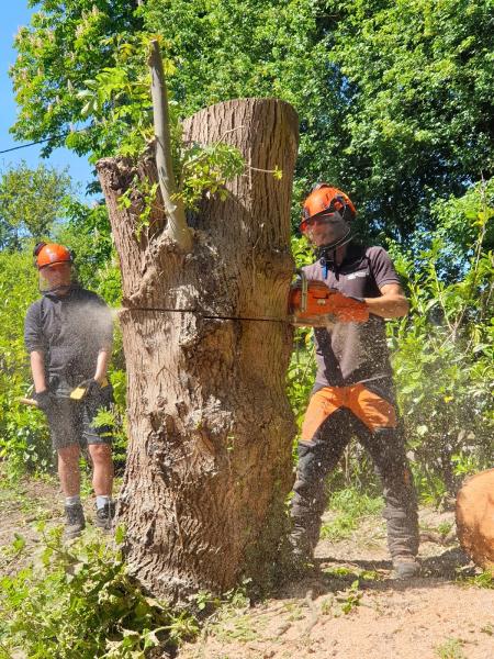 Lloyd Downes Co. Tree Surgery Landscaping & Fencing