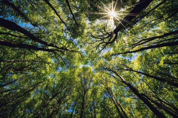 Parish Environmental & Tree Surgery