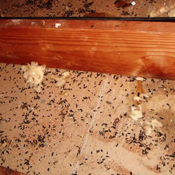 1st Stop Pest Control