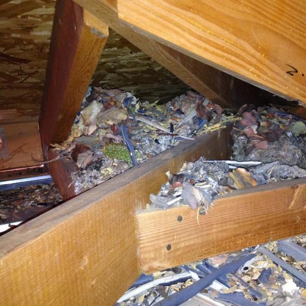 1st Stop Pest Control