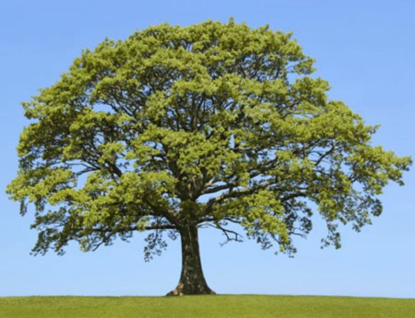 Lancashire & Cumbria Tree Services