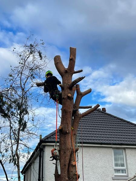 Scottish Pine Tree Works & Gardening