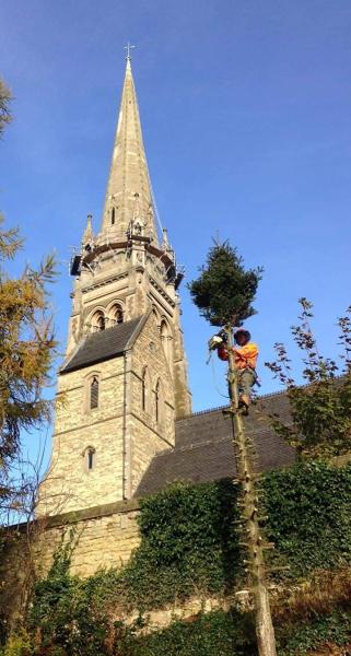 Royal Oak Tree Surgeons