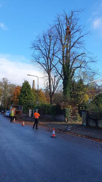 Stoke Tree Surgeon