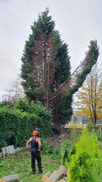 Stoke Tree Surgeon