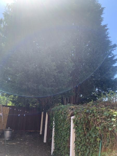 Lightwoods Tree Surgery