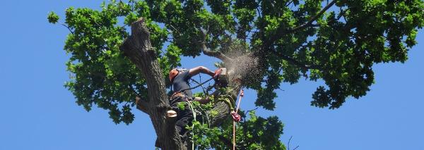 The Original Tree Surgeons Ltd