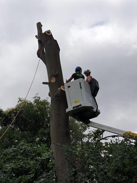 The Original Tree Surgeons Ltd