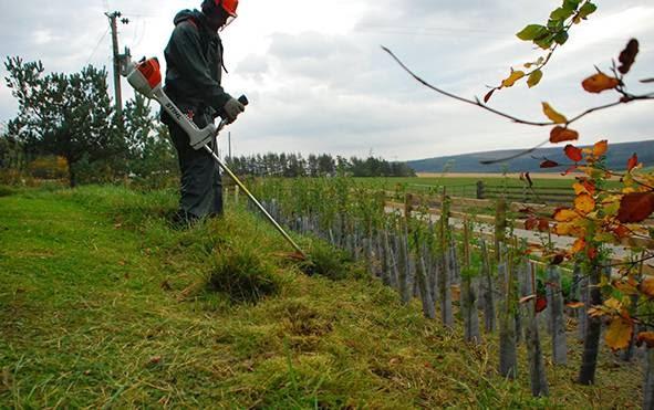 Scottish Arboricultural Services