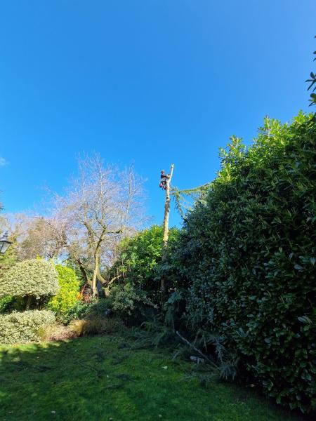 Iceni Tree Care