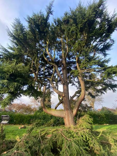 SL Tree Surgery Ltd