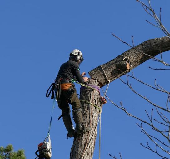 Arborcare Tree Surgeons