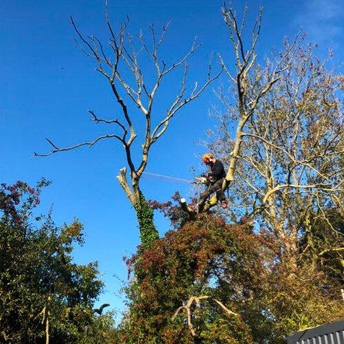 Arborcare Tree Surgeons