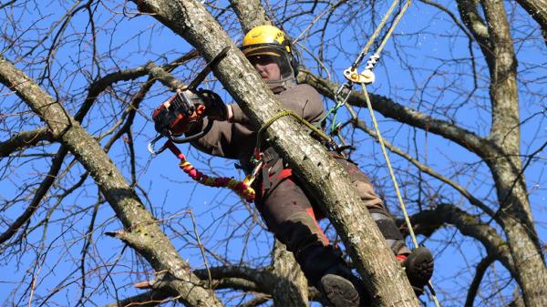Guildford Tree Surgeons