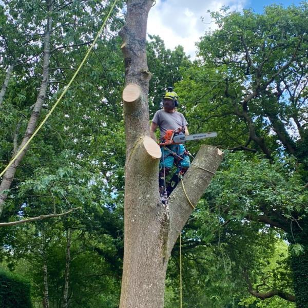 Guildford Tree Surgeons