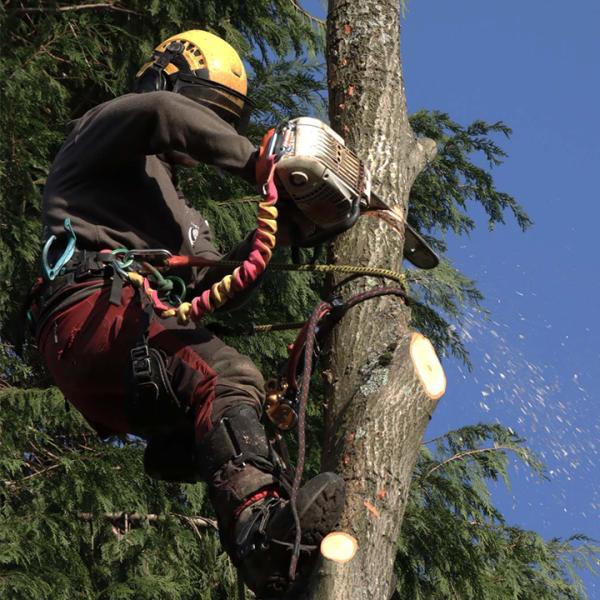 Guildford Tree Surgeons