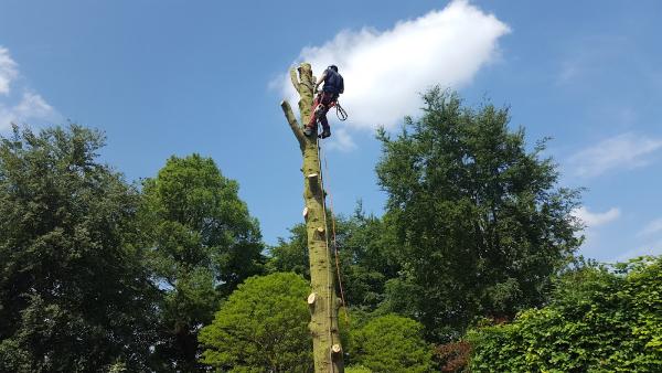 SBS Tree Surgery