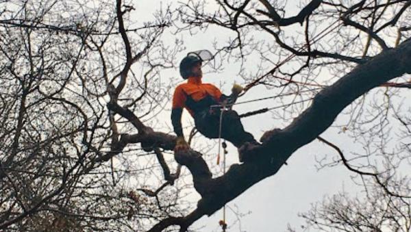 JD Tree Care Ltd