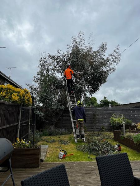 JD Tree Care Ltd