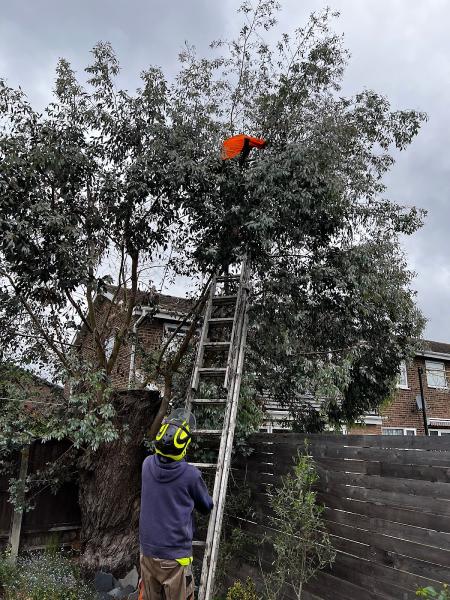 JD Tree Care Ltd