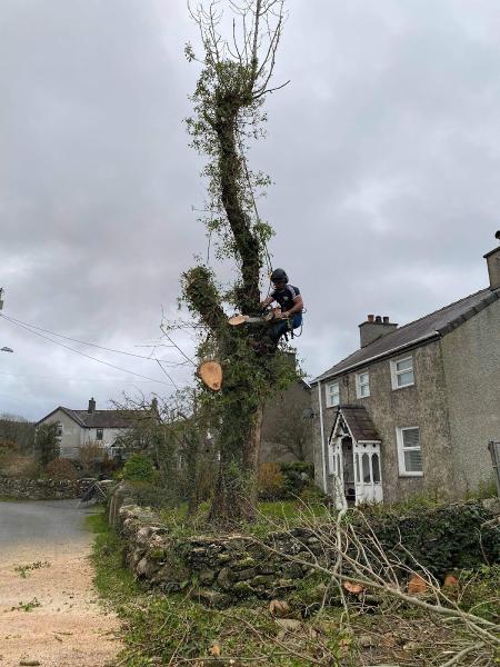 Morys Williams Tree Surgery