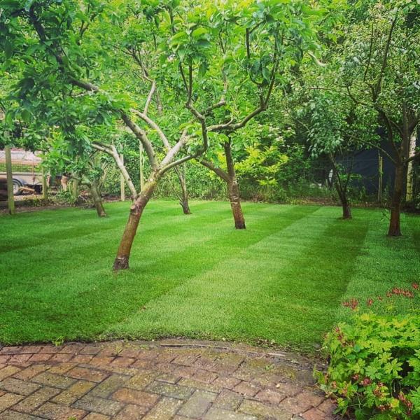 Treeative Landscapes