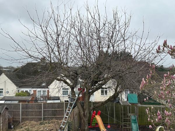 Branching Out Tree & Garden Services