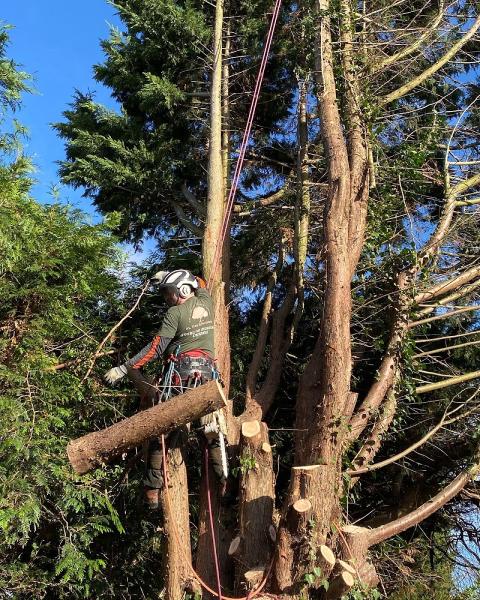 XL Tree Specialists Ltd