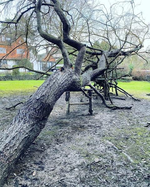 XL Tree Specialists Ltd