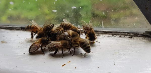 Westart Apiaries Live Bee Removal