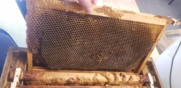 Honey Bee Removal & Relocation From Westart Apiaries