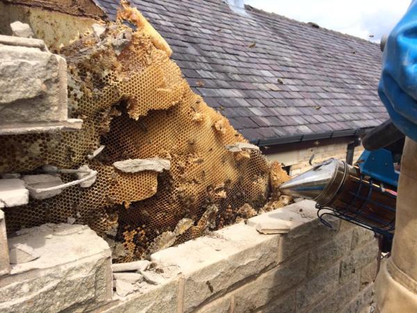 Westart Apiaries Live Bee Removal