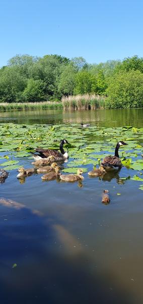 Trine Developments Limited