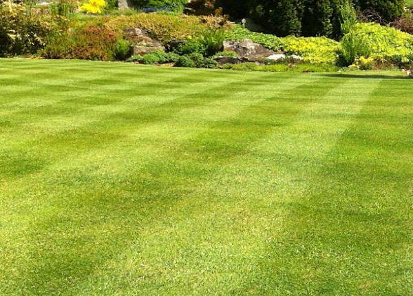 N P Gardening Services