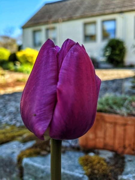 Elaine's Simply Gardening