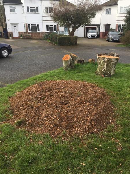 RDS Tree Surgery & Stump Grinding