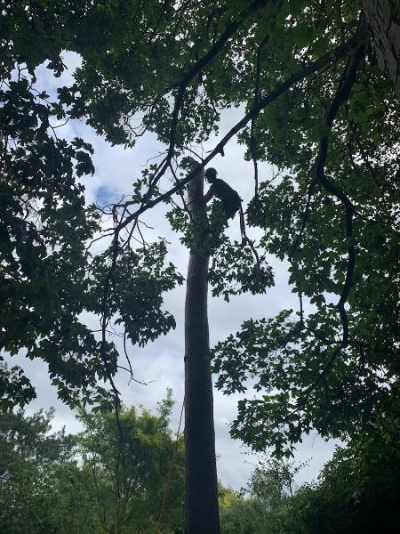 Hunton Tree Surgeons