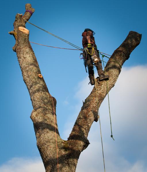 SG Tree Services