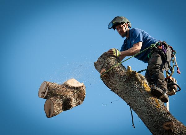 SG Tree Services