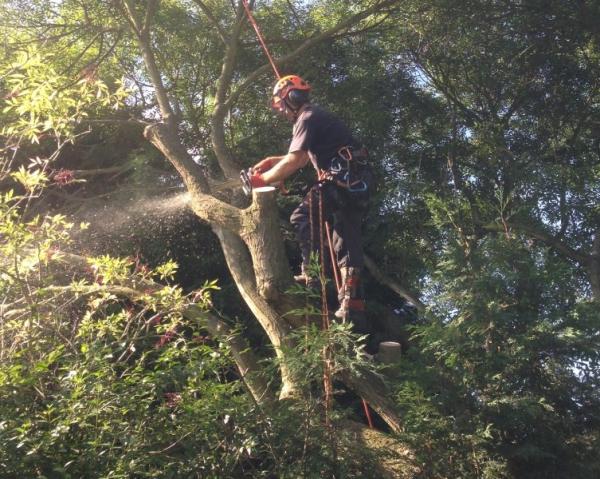 Manchester Tree & Stump Removals/Manchester Tree Surgeon M4