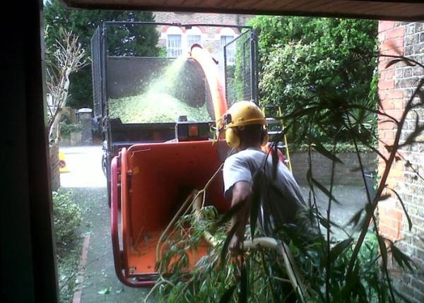 Manchester Tree & Stump Removals/Manchester Tree Surgeon M4