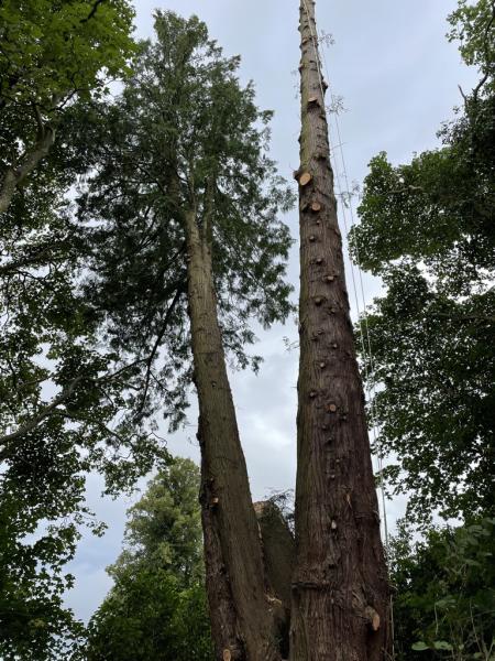 Squirrely Tree Care