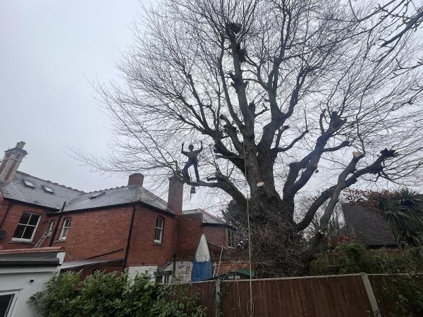 Bennetts Tree Care Ltd